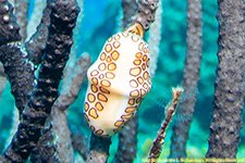 flamingo tongue